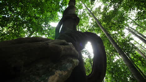 Wunderschöner-Baum-Im-Amazonas-Regenwald-Von-Unten-Mit-Riesiger-Liane-Drumherum.